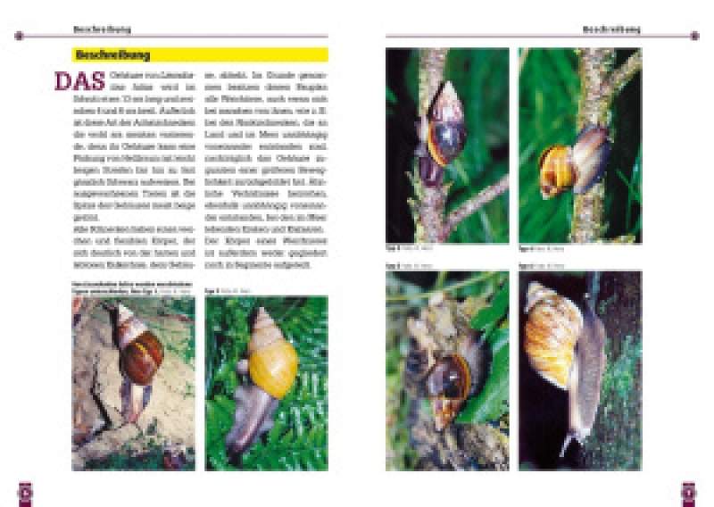 Preview: Die Afrikanische Riesenschnecke